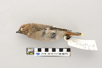 Bombycilla garrulus image