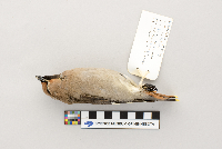 Bombycilla garrulus image