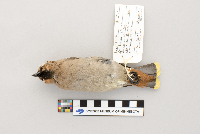 Bombycilla garrulus image