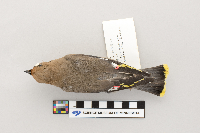 Bombycilla garrulus image
