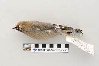 Bombycilla garrulus image
