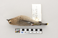 Bombycilla garrulus image
