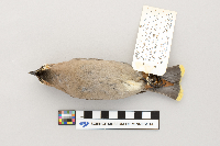 Bombycilla garrulus image