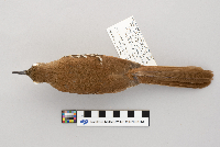 Toxostoma rufum image
