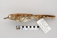 Toxostoma rufum image