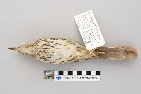 Toxostoma rufum image