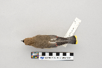 Thumbnail image of current specimen
