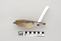 Thumbnail image of current specimen