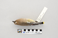 Thumbnail image of current specimen