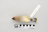 Thumbnail image of current specimen