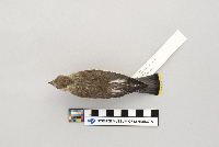 Bombycilla cedrorum image