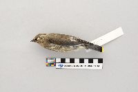 Bombycilla cedrorum image