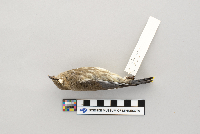 Bombycilla cedrorum image