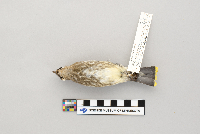 Bombycilla cedrorum image