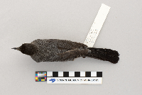 Dumetella carolinensis image