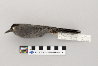 Dumetella carolinensis image