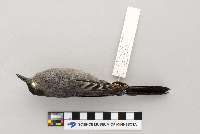 Dumetella carolinensis image