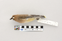 thumbnail image of current specimen