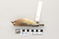 thumbnail image of current specimen