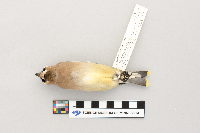 thumbnail image of current specimen