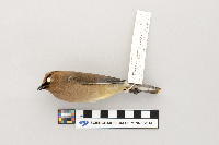 thumbnail image of current specimen