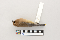 thumbnail image of current specimen