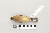 thumbnail image of current specimen