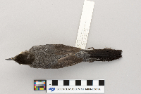 thumbnail image of current specimen