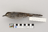 thumbnail image of current specimen
