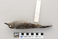 thumbnail image of current specimen