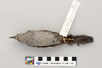 thumbnail image of current specimen
