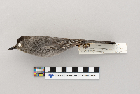 Dumetella carolinensis image