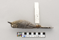 Dumetella carolinensis image