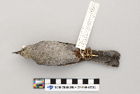 Dumetella carolinensis image