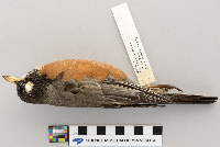 Turdus migratorius image