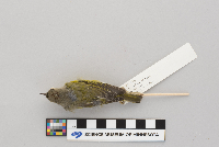 Vermivora ruficapilla image