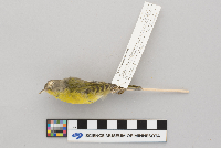 Vermivora ruficapilla image