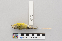 Vermivora ruficapilla image