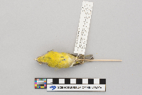 Vermivora ruficapilla image