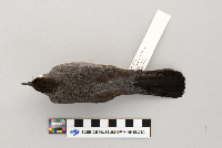 Dumetella carolinensis image