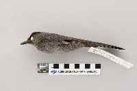 Dumetella carolinensis image