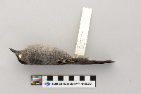 Dumetella carolinensis image