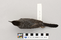 Dumetella carolinensis image