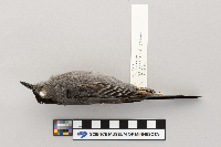 Dumetella carolinensis image