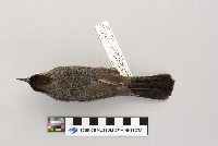 Dumetella carolinensis image