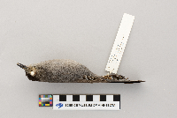 Dumetella carolinensis image