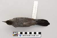 Dumetella carolinensis image