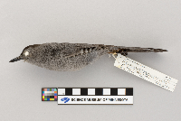 Dumetella carolinensis image