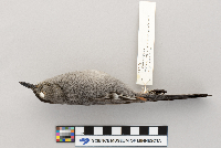 Dumetella carolinensis image