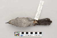 Dumetella carolinensis image